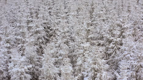 Young-Fir-tree-forest-completely-covered-in-thick-white-snow