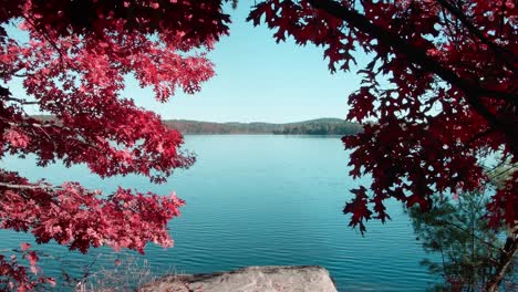 Eine-Langsame-Neigung-Mit-Roten-Herbstblättern-Im-Vordergrund,-Während-Die-Kamera-Einen-Ruhigen-See-Mit-Bergen-In-Der-Ferne-Zeigt