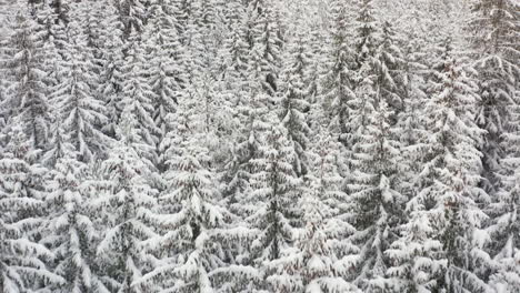Flying-over-a-fir-tree-forest-covered-in-thick-snow