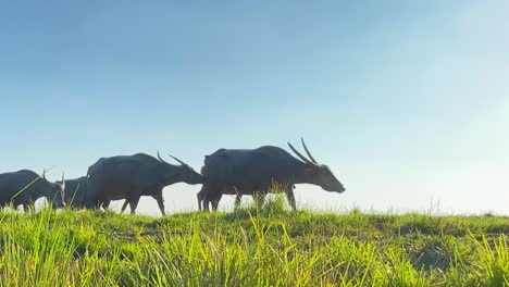 Buffalo-herd-crossing-grassland-in-a-sunny-day