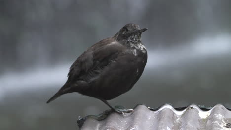 Brown-dipper-resting-on-one-leg-on-metallic-roofing-to-minimize-heat-loss,-waterfall-in-the-background