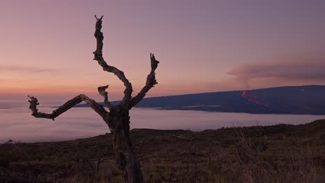 Mauna-Loa-Eruption-Timelapse-Mit-Altem-Baumvordergrund