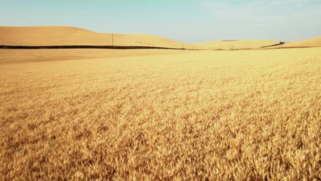 Drone-flying-over-golden-dry-wheat-field-that-is-ready-to-harvest