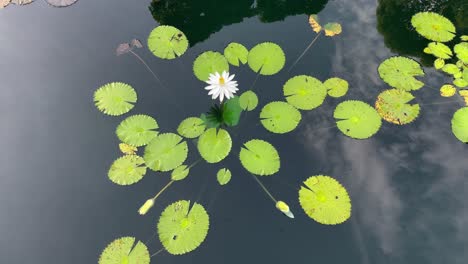 Dainty-beauty-of-the-White-Water-Lily-floating-placidly-on-the-surface-with-a-mirror-reflection-of-the-sky-reflected-in-the-lake