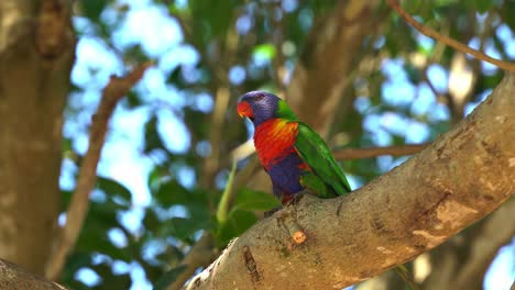 Wild-rainbow-lorikeet,-trichoglossus-moluccanus-with-vibrant-plumage-spotted-perching-on-tree-branch-under-canopy-in-a-tropical-environment,-spread-its-wings-and-fly-away,-Queensland-Australia