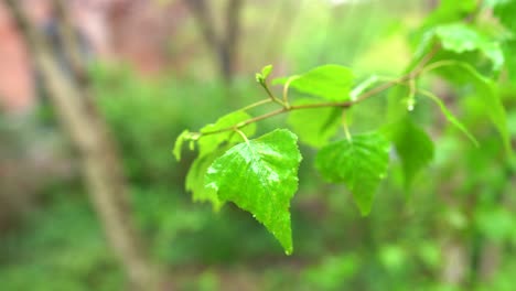 Green-Leaf-on-tree-branch