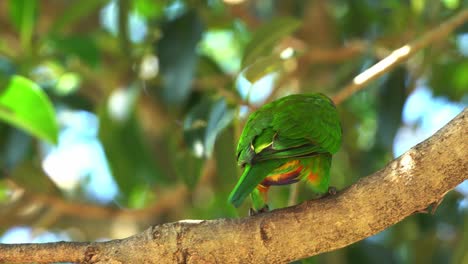 Papagei-Mit-Schönem-Lebendigem-Gefieder,-Regenbogenlorikeet,-Trichoglossus-Moluccanus,-Der-Auf-Baumzweigen-Vor-Verschwommenem-Grünem-Laubhintergrund-Thront,-Wild-Lebende-Tiere-In-Queensland,-Australien