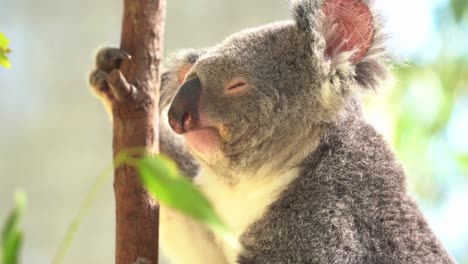 Australian-native-species,-sleepy-koala,-phascolarctos-cinereus-with-eyes-closed,-scratching-its-furry-and-fluffy-body-on-a-eucalyptus-tree-on-a-sunny-day,-wildlife-conservation