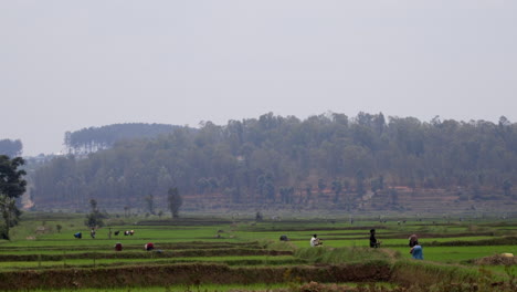 People-working-on-fields-in-Rwanda,-Africa