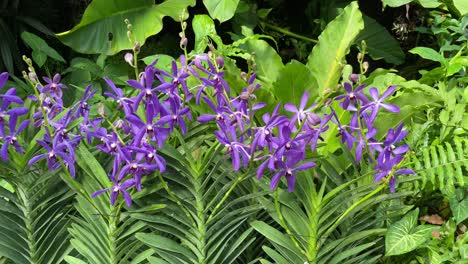 Abloom-Purple-Blue-Orchid-Alrededor-De-Wan-Chark-Kuan,-Primer-Plano