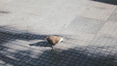 A-pigeon-walks-along-the-pavement-in-search-of-food