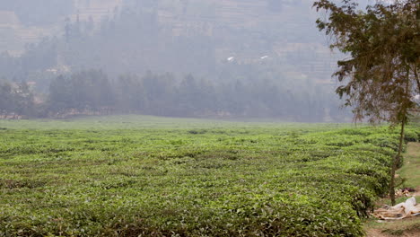 Big-tea-plantation-in-Rwanda,-Africa