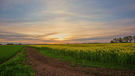 Beautiful-Timelapse-of-Sun-Setting-Over-Rapeseed-Oil-Meadow