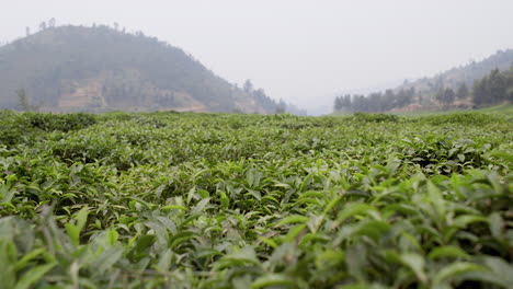 Tea-plantation-close-up-in-Rwanda,-Africa