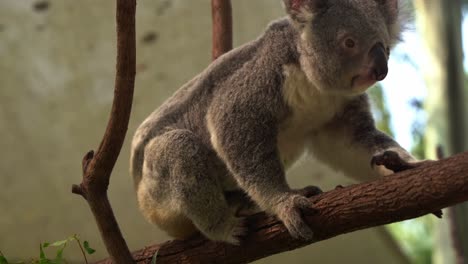 Active-koala-bear,-phascolarctos-cinereus-with-a-sedentary-lifestyle,-scratching-with-its-back-foot-and-slowly-climb-away-on-tree-branch,-wildlife-conservation,-endangered-species-in-Australia