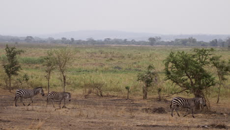 Zebra&#39;s-En-El-Parque-Nacional-De-Akagera,-Ruanda,-África