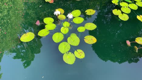 White-Water-Lillies-with-a-mirror-reflection-of-the-trees-reflected-in-the-lake