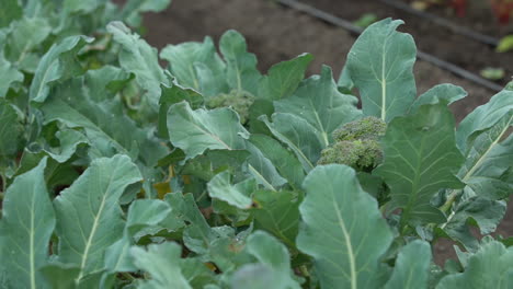 Tröpfchenbewässerung-Des-Brokkolianbaus---Landwirtschaftlicher-Anbau-Von-Brokkoligrüngemüse