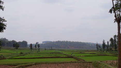 Campos-De-Agricultores-En-Una-Zona-Rural-Remota,-Ruanda,-áfrica
