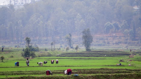 Farmers-working-on-fields-in-remote-rural-area,-Rwanda,-Africa