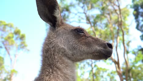 Close-up-head-shot-of-a-wild-eastern-grey-kangroo,-macropus-giganteus-in-its-natural-habitat,-native-Australian-species-spotted-in-wildlife-sanctuary