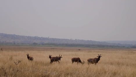 Roan-Antelope-in-Akagera-National-Park,-Rwanda,-Africa