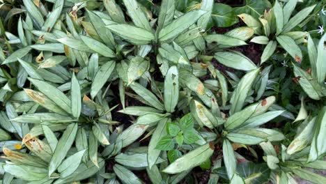Flat-lay-view-of-the-Aglaonema-Nitidum-stalked-leaves