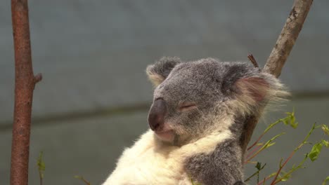 Chill-koala-bear,-phascolarctos-cinereus-with-a-sedentary-lifestyle,-dozing-off-on-a-tree-branch-with-tranquil-wind-blowing-on-its-fluffy-fur,-wildlife-conservation,-endangered-species-in-Australia
