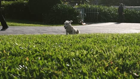 Fröhlicher,-Flauschiger-Hund,-Der-Im-Sonnigen-Urlaub-Auf-Gras-Im-Park-Läuft
