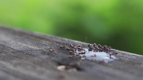Makroaufnahme-Eines-Ameisenschwarms,-Der-An-Einer-Pfütze-Mit-Zuckerwasser-Trinkt