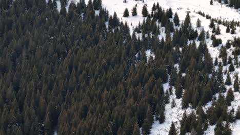 Short-flight-above-a-beautiful-fir-forest-into-the-Apuseni-Mountains,-Romania