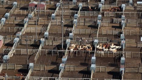 Ranchers-corral-beef-cattle-in-pens