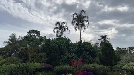 Beautiful-panning-view-of-tropical-trees-and-vegetation-against-passing-clouds