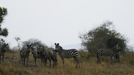 Zebra-in-Akagera-National-Park,-Rwanda,-Africa