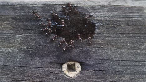 Makroaufnahme-Von-Ameisen,-Die-An-Einer-Pfütze-Aus-Zuckerwasser-Fressen