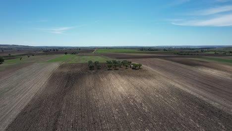 Drone-flying-in-large-circulair-motion-around-a-group-of-trees-in-large-farmfields-in-south-Italy-in-4k
