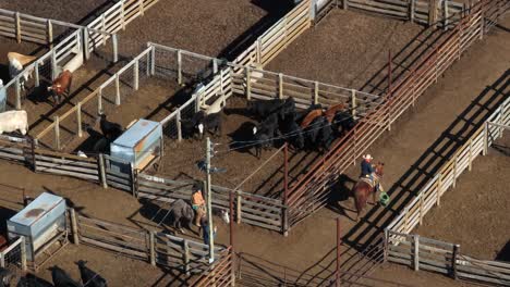 Cowboy-cattlemen-ride-horses-in-cattle-stockyard