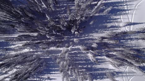Top-down-drone-shot-of-snowy-trees-in-Colorado