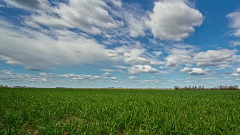 Beautiful-Timelapse-in-Grass-Field-on-a-Sunny-Summer-Day