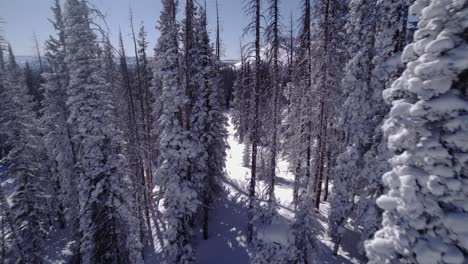 Drone-show-through-snowy-mountain-trees