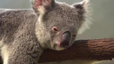 Close-up-shot-of-a-cute-and-adorable-koala-bear,-phascolarctos-cinereus-hugging-on-tree-trunk,-lying-down-with-eyes-half-open-on-a-tranquil-day,-wildlife-conservation,-endangered-species-in-Australia