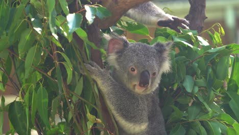 Tree-hugger,-cute-koala,-phascolarctos-cinereus-wondering-around-its-surrounding-and-looking-into-the-camera-at-wildlife-sanctuary,-Australian-native-animal-conservation-reserve,-close-up-shot