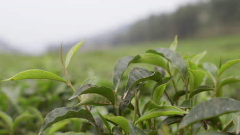 Nahaufnahme-Einer-Teeplantage-In-Ruanda,-Afrika