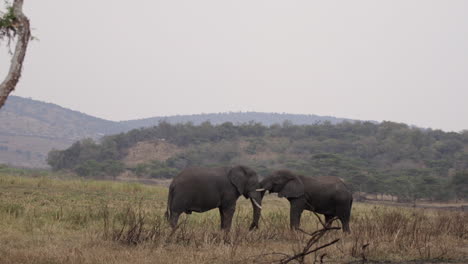Elephant-in-Akagera-National-Park,-Rwanda,-Africa
