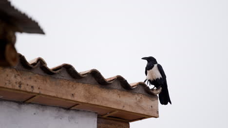 Pied-crow-on-roof-in-Rwanda-rural-area