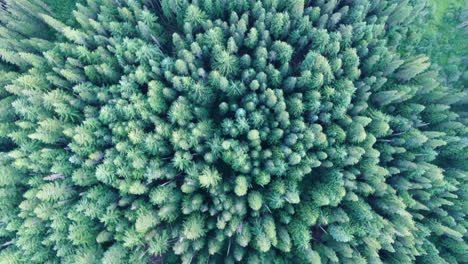 Douglas-Fir-trees-in-Mount-Hood,-Oregon-from-a-bird's-eye-perspective