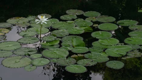 Zierliche-Schönheit-Der-Weißen-Seerose,-Die-Friedlich-Auf-Der-Oberfläche-Des-Sees-Schwimmt
