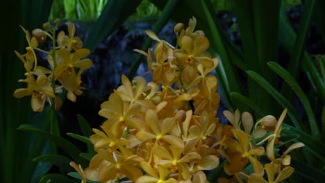 Fesselnde-Gelbe-Orchideen-Vor-Dem-Brunnenhintergrund