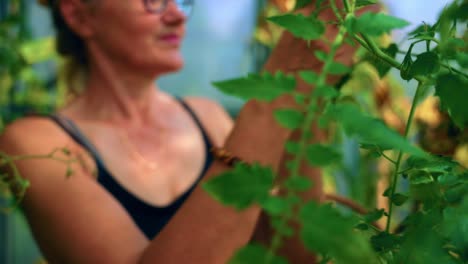 Age-Woman-Wearing-Eyeglasses-Harvesting-Organic-Veggies-At-The-Greenhouse