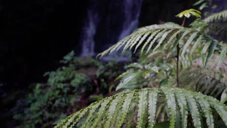 Waterfall-with-ferns-in-New-Zealand